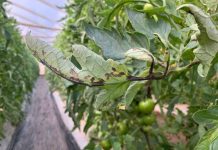 ¿Tomates con manchas negras?: La bacteria causante de la “peca bacteriana” en tomates evoluciona hacia cepas más agresivas y evasivas