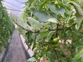 ¿Tomates con manchas negras?: La bacteria causante de la “peca bacteriana” en tomates evoluciona hacia cepas más agresivas y evasivas