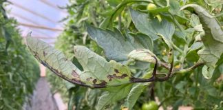 ¿Tomates con manchas negras?: La bacteria causante de la “peca bacteriana” en tomates evoluciona hacia cepas más agresivas y evasivas