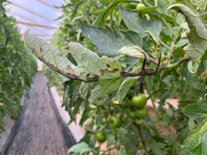 ¿Tomates con manchas negras?: La bacteria causante de la “peca bacteriana” en tomates evoluciona hacia cepas más agresivas y evasivas