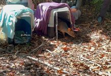 Tras exitoso proceso de rehabilitación dos pudúes y un monito del monte retornan a su hábitat natural