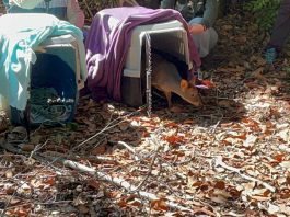 Tras exitoso proceso de rehabilitación dos pudúes y un monito del monte retornan a su hábitat natural