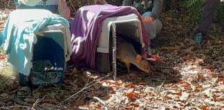 Tras exitoso proceso de rehabilitación dos pudúes y un monito del monte retornan a su hábitat natural