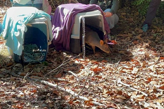 Tras exitoso proceso de rehabilitación dos pudúes y un monito del monte retornan a su hábitat natural