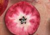 Tras instalarse en Europa, una novedosa manzana de pulpa roja desembarca en la Argentina de la mano de la firma Moño Azul Tras instalarse en Europa, una novedosa manzana de pulpa roja desembarca en la Argentina de la mano de la firma Moño Azul
