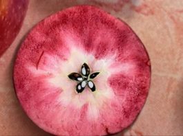 Tras instalarse en Europa, una novedosa manzana de pulpa roja desembarca en la Argentina de la mano de la firma Moño Azul Tras instalarse en Europa, una novedosa manzana de pulpa roja desembarca en la Argentina de la mano de la firma Moño Azul