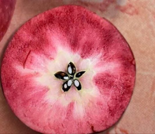Tras instalarse en Europa, una novedosa manzana de pulpa roja desembarca en la Argentina de la mano de la firma Moño Azul