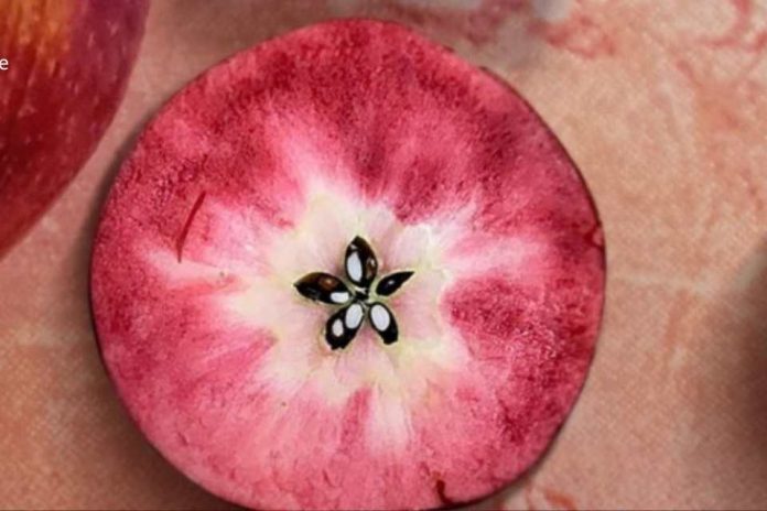 Tras instalarse en Europa, una novedosa manzana de pulpa roja desembarca en la Argentina de la mano de la firma Moño Azul Tras instalarse en Europa, una novedosa manzana de pulpa roja desembarca en la Argentina de la mano de la firma Moño Azul