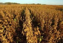 UE | Los mercados agrícolas bullen menos que la energía pero esperan turbulencias por la guerra UE | Los mercados agrícolas bullen menos que la energía pero esperan turbulencias por la guerra