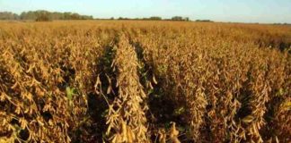 UE | Los mercados agrícolas bullen menos que la energía pero esperan turbulencias por la guerra