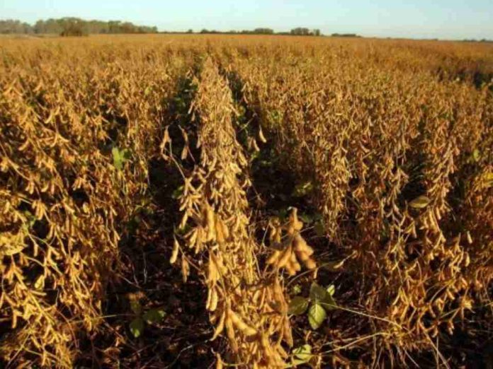 UE | Los mercados agrícolas bullen menos que la energía pero esperan turbulencias por la guerra