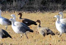 influenza aviar altamente patógena en ave silvestre