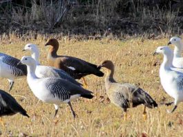 influenza aviar altamente patógena en ave silvestre