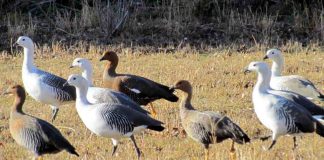 influenza aviar altamente patógena en ave silvestre