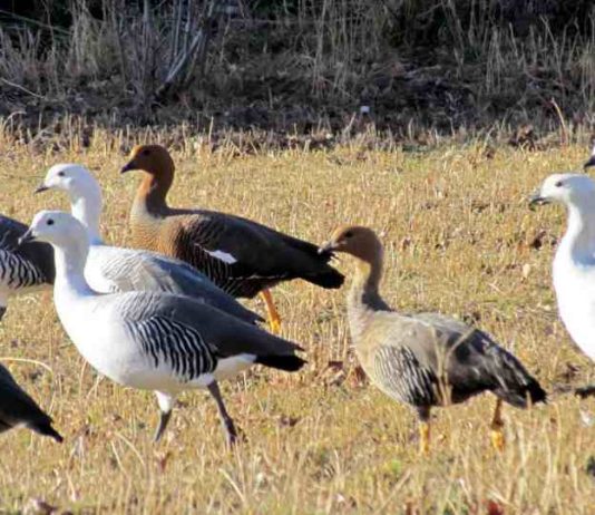 influenza aviar altamente patógena en ave silvestre