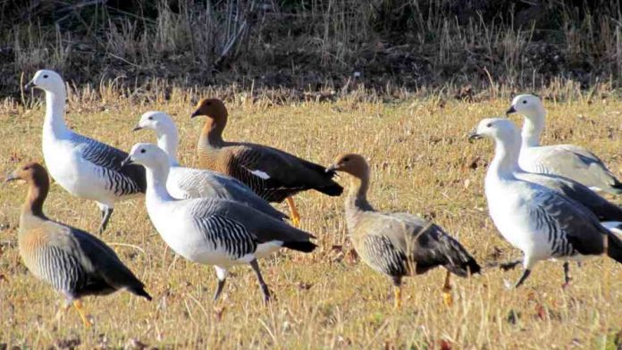 influenza aviar altamente patógena en ave silvestre