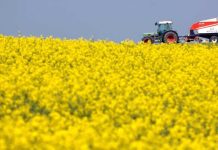 la escalada en Medio Oriente reactiva la siembra ucraniana de colza mientras Europa le cierra el mercado de biodiesel a Argentina