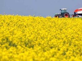 la escalada en Medio Oriente reactiva la siembra ucraniana de colza mientras Europa le cierra el mercado de biodiesel a Argentina
