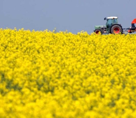la escalada en Medio Oriente reactiva la siembra ucraniana de colza mientras Europa le cierra el mercado de biodiesel a Argentina