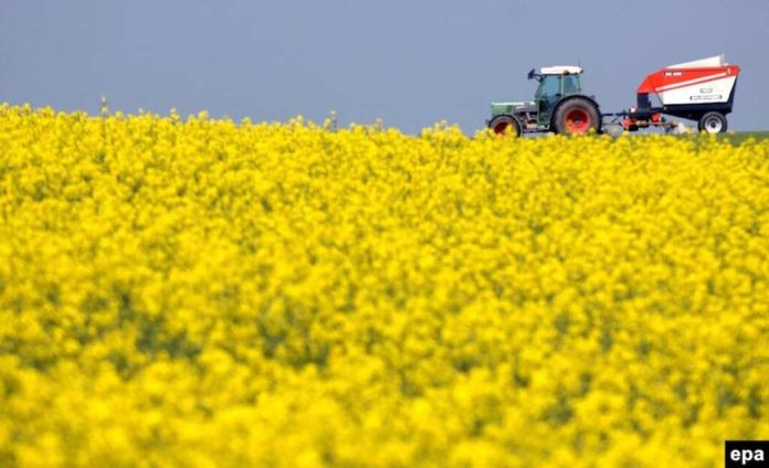 la escalada en Medio Oriente reactiva la siembra ucraniana de colza mientras Europa le cierra el mercado de biodiesel a Argentina