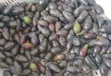 Agricultores acusan pérdidas productivas por demoras en permisos del SAG