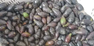 Agricultores acusan pérdidas productivas por demoras en permisos del SAG