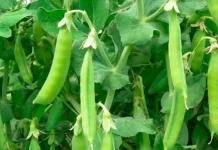 Porotos, ají y tomates se abren paso en medio de la crisis hídrica