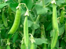 Porotos, ají y tomates se abren paso en medio de la crisis hídrica