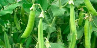 Porotos, ají y tomates se abren paso en medio de la crisis hídrica