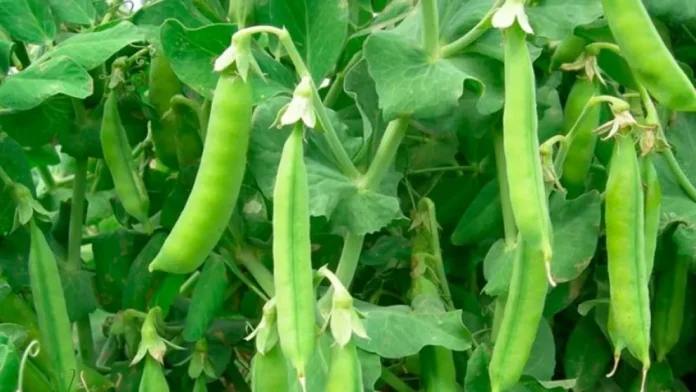 Porotos, ají y tomates se abren paso en medio de la crisis hídrica