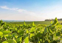 Reportaje | La producción de etanol de soja a escala industrial refuerza el papel de liderazgo de Brasil en el sector de los biocombustibles avanzados