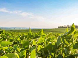 Reportaje | La producción de etanol de soja a escala industrial refuerza el papel de liderazgo de Brasil en el sector de los biocombustibles avanzados