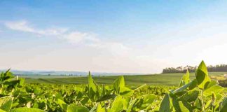 Reportaje | La producción de etanol de soja a escala industrial refuerza el papel de liderazgo de Brasil en el sector de los biocombustibles avanzados