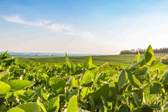 Reportaje | La producción de etanol de soja a escala industrial refuerza el papel de liderazgo de Brasil en el sector de los biocombustibles avanzados