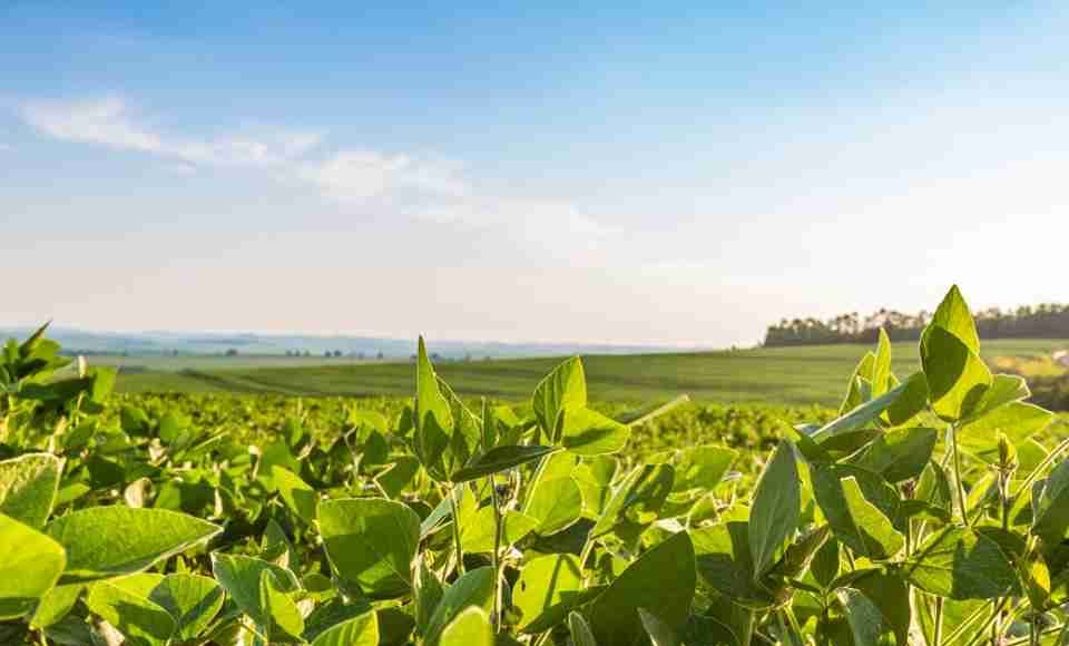 Reportaje | La producción de etanol de soja a escala industrial refuerza el papel de liderazgo de Brasil en el sector de los biocombustibles avanzados