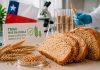 El alimento favorito de los chilenos podría ser más sano: crean trigo que reduce compuestos dañinos en el pan