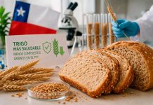 El alimento favorito de los chilenos podría ser más sano: crean trigo que reduce compuestos dañinos en el pan