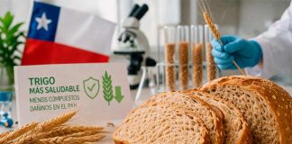 El alimento favorito de los chilenos podría ser más sano: crean trigo que reduce compuestos dañinos en el pan
