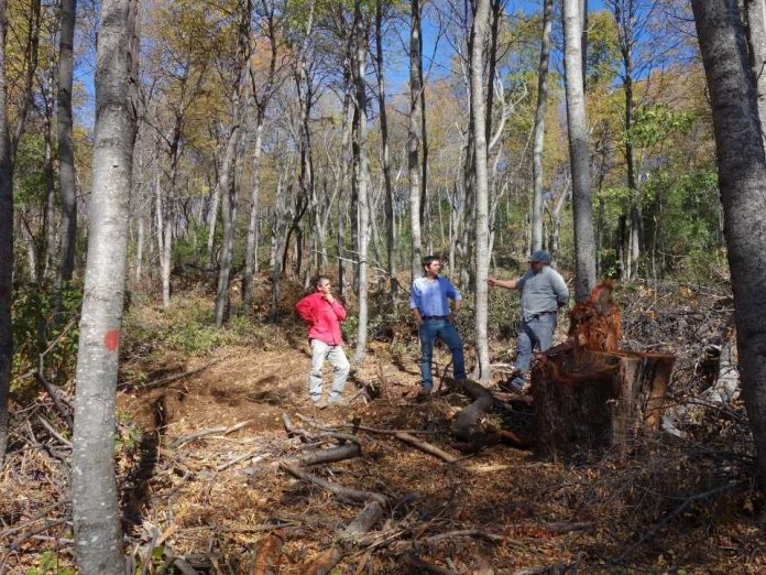 ¿Eres propietario de bosque nativo y necesitas financiar los costos para su manejo? 