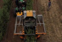 Algunos negocios vitivinicolas transitan a la reconversión de frutales de alta densidad