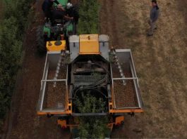 Algunos negocios vitivinicolas transitan a la reconversión de frutales de alta densidad