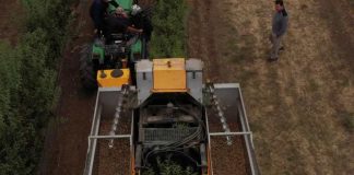 Algunos negocios vitivinicolas transitan a la reconversión de frutales de alta densidad