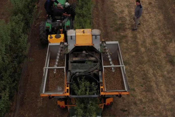 Algunos negocios vitivinicolas transitan a la reconversión de frutales de alta densidad