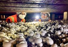 Análisis de ADN revela el origen oculto bajo el sombrero del hongo que está afectando a la industria del champiñón blanco