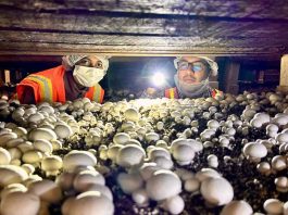 Análisis de ADN revela el origen oculto bajo el sombrero del hongo que está afectando a la industria del champiñón blanco