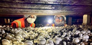 Análisis de ADN revela el origen oculto bajo el sombrero del hongo que está afectando a la industria del champiñón blanco