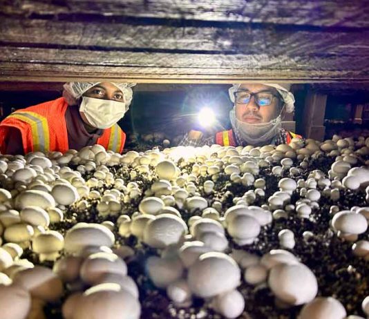 Análisis de ADN revela el origen oculto bajo el sombrero del hongo que está afectando a la industria del champiñón blanco