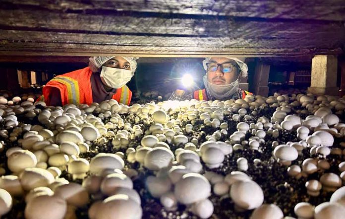 Análisis de ADN revela el origen oculto bajo el sombrero del hongo que está afectando a la industria del champiñón blanco