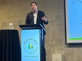 Antonio Lante, gerente de Baika Chile y Perú «Chile debe aprovechar apagones de la oferta global y posicionar nuevos mercados para la palta»
