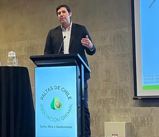 Antonio Lante, gerente de Baika Chile y Perú «Chile debe aprovechar apagones de la oferta global y posicionar nuevos mercados para la palta»